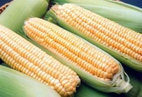 Как заморозить кукурузу на зиму в початках?