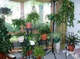Неприхотливые комнатные растения
