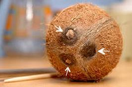 Как расколоть кокос в домашних условиях?