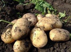 Чем удобрять картофель при посадке?