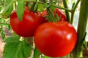 Как защитить помидоры от фитофтороза?