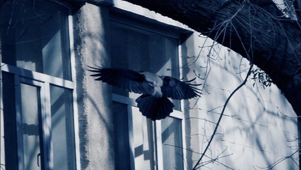 Примета "ворона на окне"