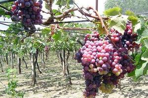 Уход за виноградом осенью