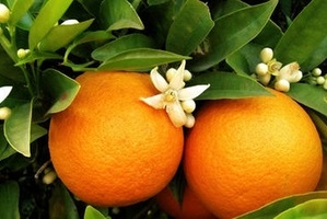 Как вырастить апельсин из косточки в домашних условиях?