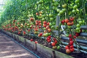 Болезни томатов в теплице: профилактика и лечение