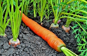 Чем подкормить морковь?