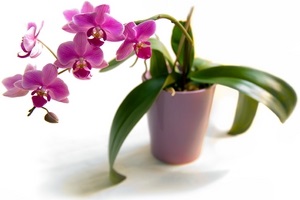 Чем подкормить орхидею во время цветения?