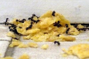 Как избавиться от муравьев на кухне?