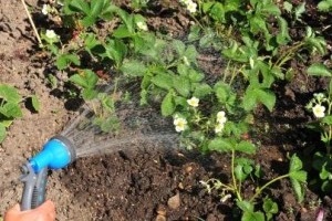 Как поливать клубнику во время цветения?