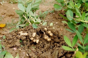 Как выращивать арахис на огороде?