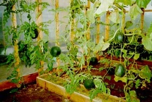 Как выращивать арбузы в теплице?