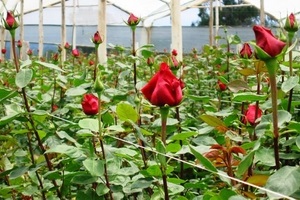 Как выращивать розы в теплице?