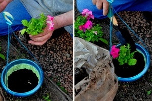 Когда и как высаживать рассаду петунии в открытый грунт?