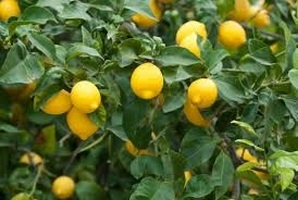 Лимон цветет, но не плодоносит