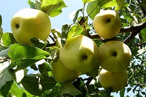 Почему не плодоносит яблоня?