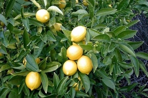 Почему не плодоносит лимон?