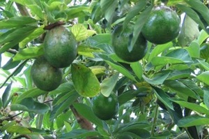 Сохнут листья у авокадо
