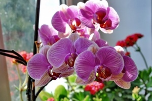 Как поливать орхидею фаленопсис?