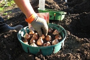 Когда и как высаживать луковицы тюльпанов в грунт?