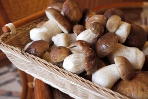 Почему горчат белые грибы?