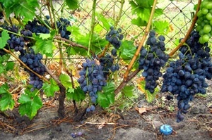 Уход за виноградом во время плодоношения