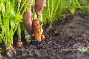 Чем подкормить морковь в июне?