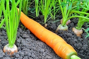 Как поливать морковь в открытом грунте?
