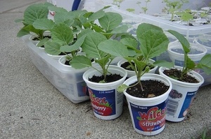 Как вырастить рассаду цветной капусты в домашних условиях?