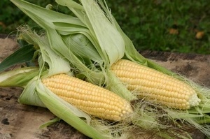 Вредители кукурузы и меры борьбы
