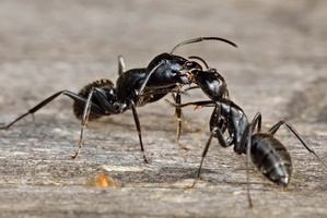 Как избавиться от черных муравьев в доме?