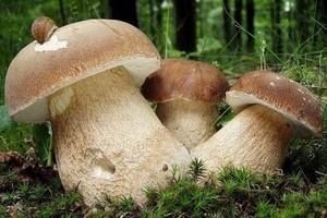 Когда собирать белые грибы в Подмосковье?