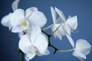 К чему дарят орхидеи?