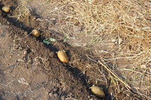 Как сажать картошку, чтобы получить хороший урожай?