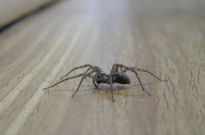 Приметы про пауков