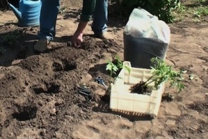 Подготовка почвы для рассады томатов