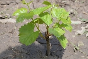 Посадка винограда весной саженцами в Подмосковье