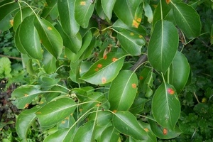 Ржавые пятна на листьях груши, как бороться?