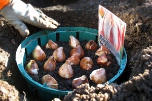Когда сажать луковицы тюльпанов осенью?