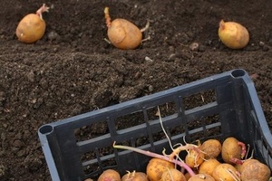 Благоприятные дни в апреле 2017 года для посадки картофеля