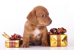 Что подарить собаке на день рождения?