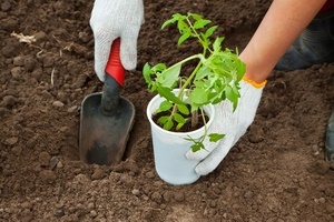 Оптимальная температура почвы для выращивания томатов