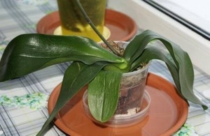 Как реанимировать орхидею в домашних условиях?