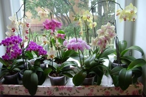 Как заставить орхидею цвести в домашних условиях?
