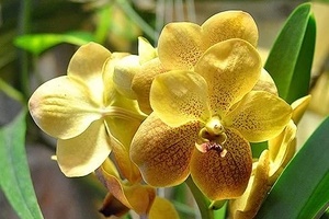 Орхидея Ванда: уход в домашних условиях