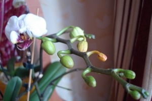 Почему у орхидеи опадают бутоны?