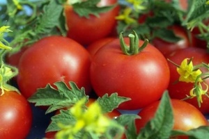 Новые сорта томатов на 2018 год