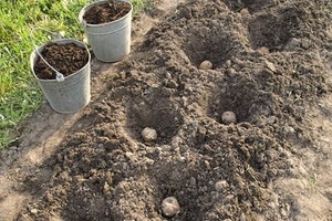 Что положить в лунку при посадке картофеля для хорошего урожая?