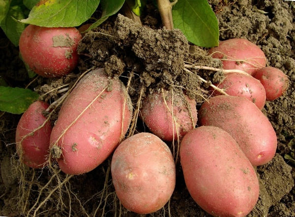 Сколько растет картофель от посадки до сбора урожая?