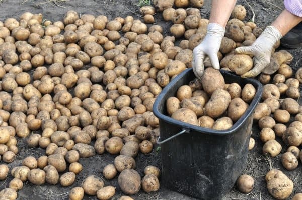 Сколько растет картофель от посадки до сбора урожая?