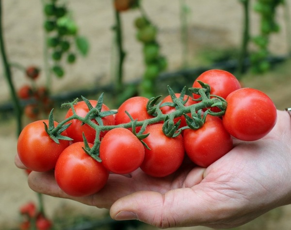 Особенности выращивания помидоров черри